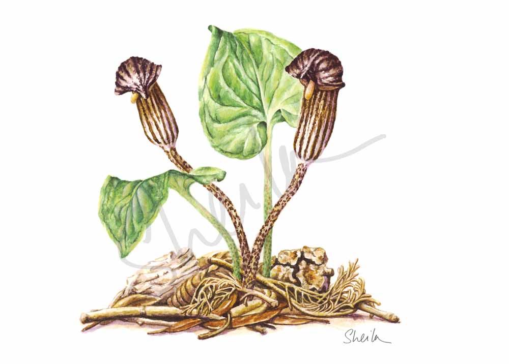 Arisarum