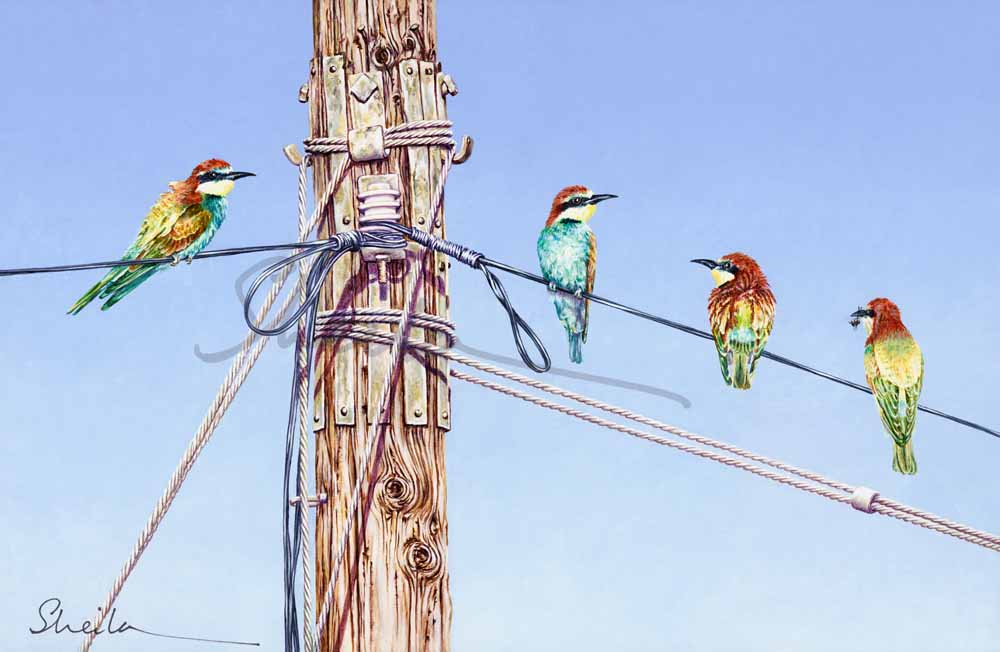 Bee Eaters