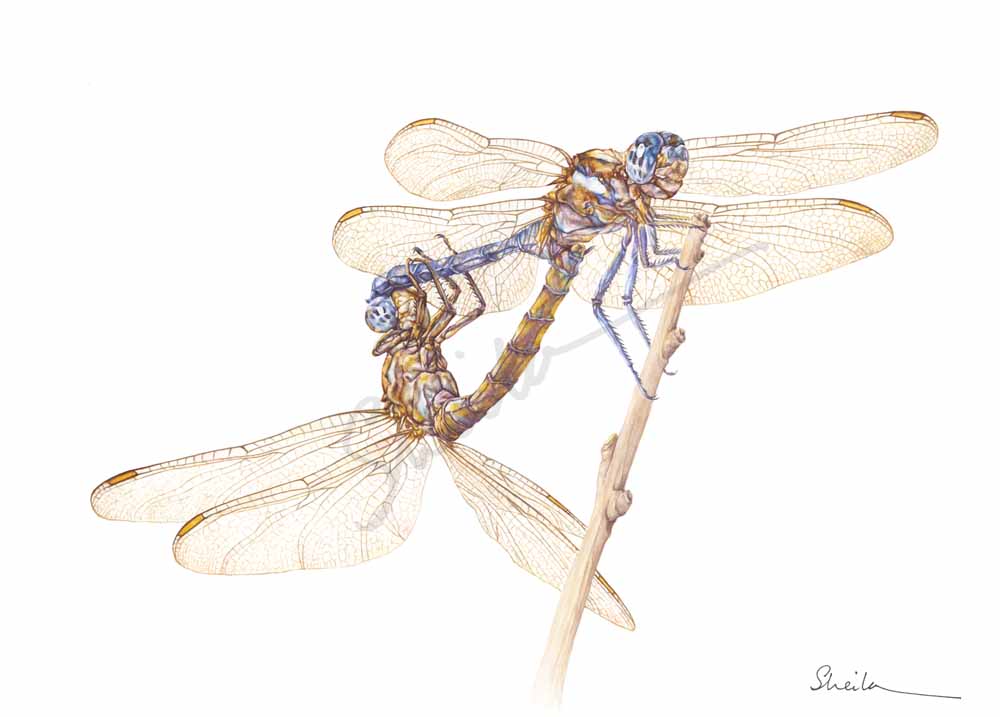 Dragonflies mating