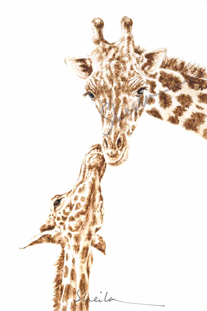 Giraffes