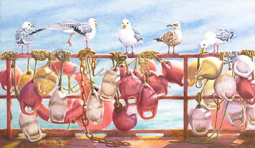 Herring Gulls