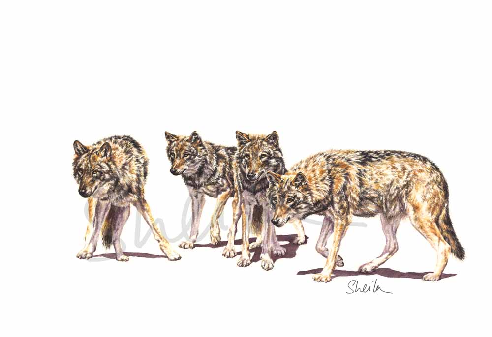 Lobos