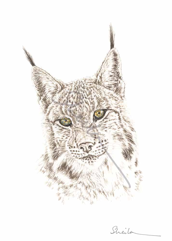 Lynx