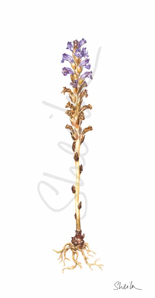 Orobanche