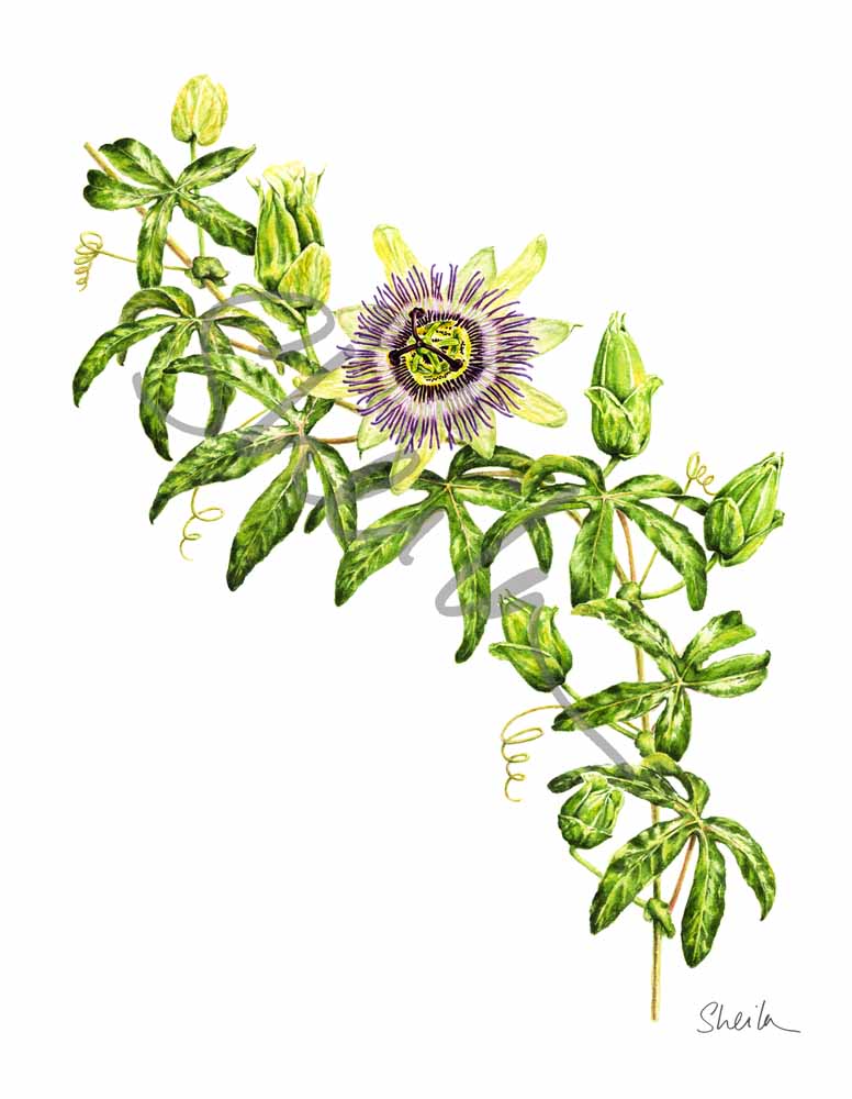 Passiflora