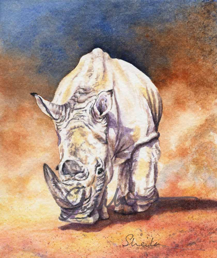 Rhino 1