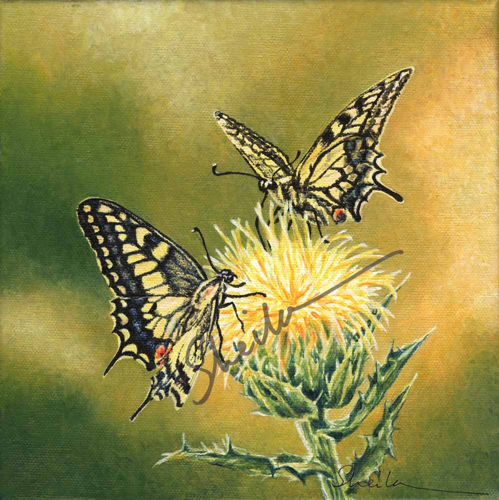 Swallowtails