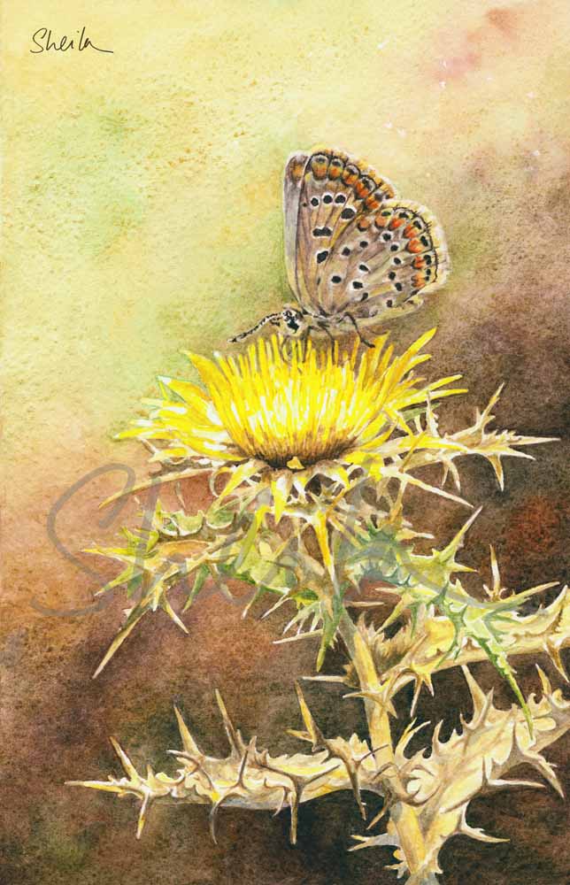 Thistle & Butterfly