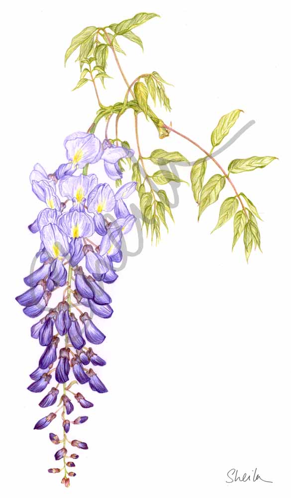 Wisteria