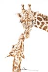 Giraffes