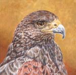 Harris's Hawk