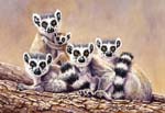 Lemurs