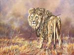 Lion - Waiting for t#30003