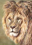 Portrait of a Lion