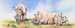 Rhinos relaxing