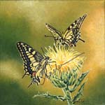 Swallowtails